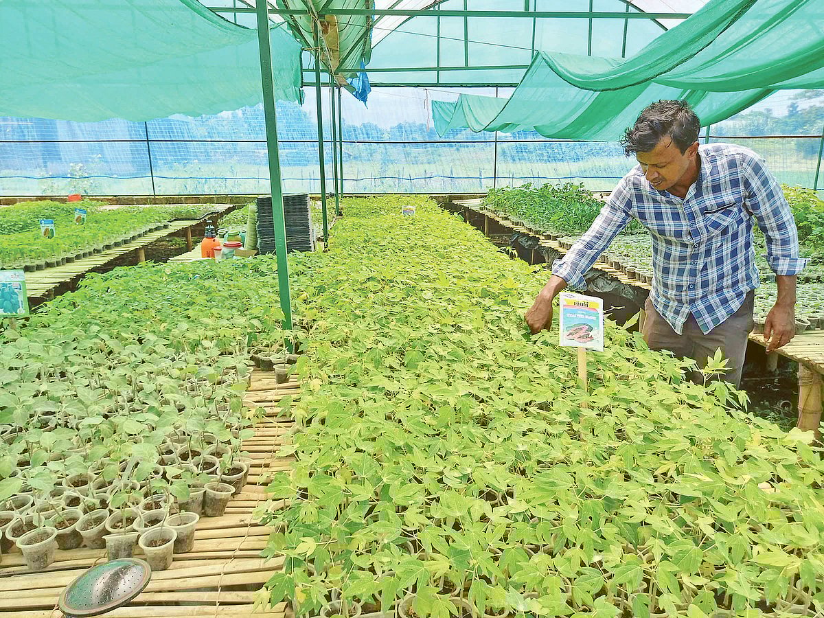 ‘পলি হাউস’ পদ্ধতিতে উচ্চফলনশীল চারা উৎপাদন করেন উদ্যোক্তা হাসান আহমদ। সুনামগঞ্জ সদর উপজেলার জাহাঙ্গীরনগর ইউনিয়নের আমপাড়া এলাকায়
