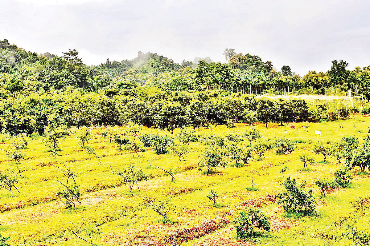 কৃষির প্রসারে অবদান রাখছে রাঙামাটির কাপ্তাই উপজেলার পাহাড়ি রাইখালী কৃষি গবেষণা কেন্দ্র