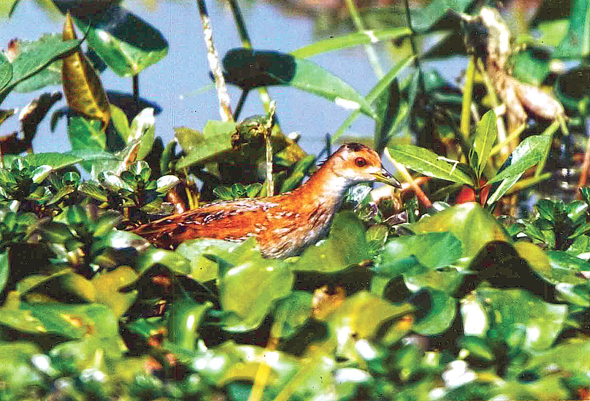 ফেনীর পরশুরামের মুহুরি ক্যাম্প এলাকা থেকে টিমটিমের ছবি তুলেছেন আদনান আজাদ।