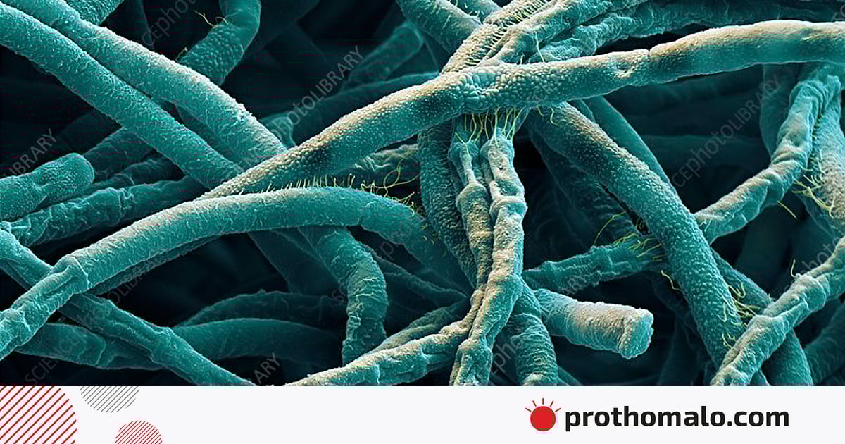 Onlayn televizion porno kanallarni tomosha qiling U sikishayotganda yalaydi