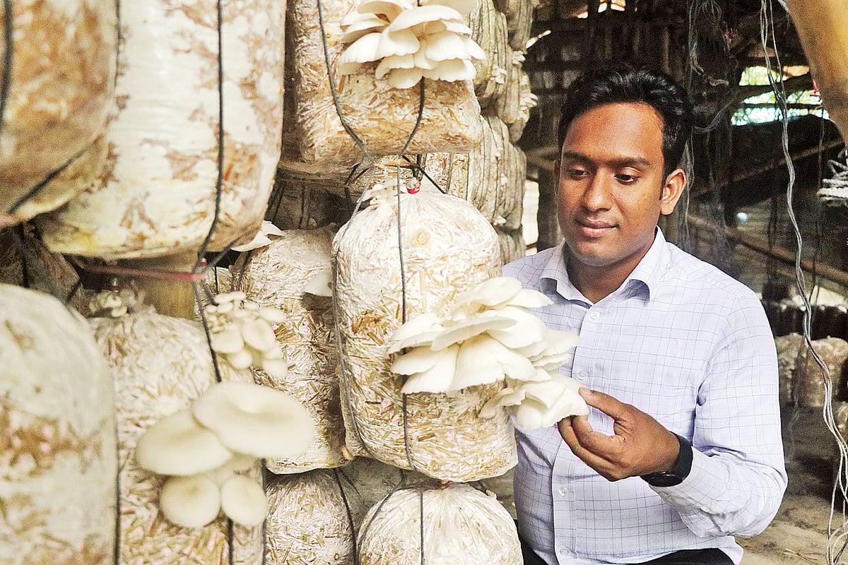 মাগুরা শহর থেকে তিন কিলোমিটার দূরে মঘী ইউনিয়নের বড়খড়ি গ্রামে অবস্থিত বাবুলের ড্রিম মাশরুম সেন্টার