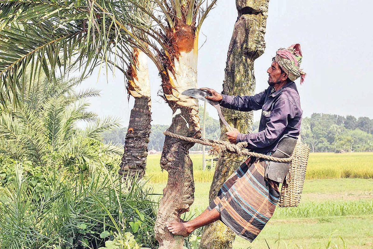 যশোরে খেজুরের গুড় ও পাটালির বাণিজ্য ক্রমে সম্প্রসারিত হচ্ছে। গাছিদের প্রশিক্ষণ দিচ্ছে কৃষি সম্প্রসারণ অধিদপ্তর