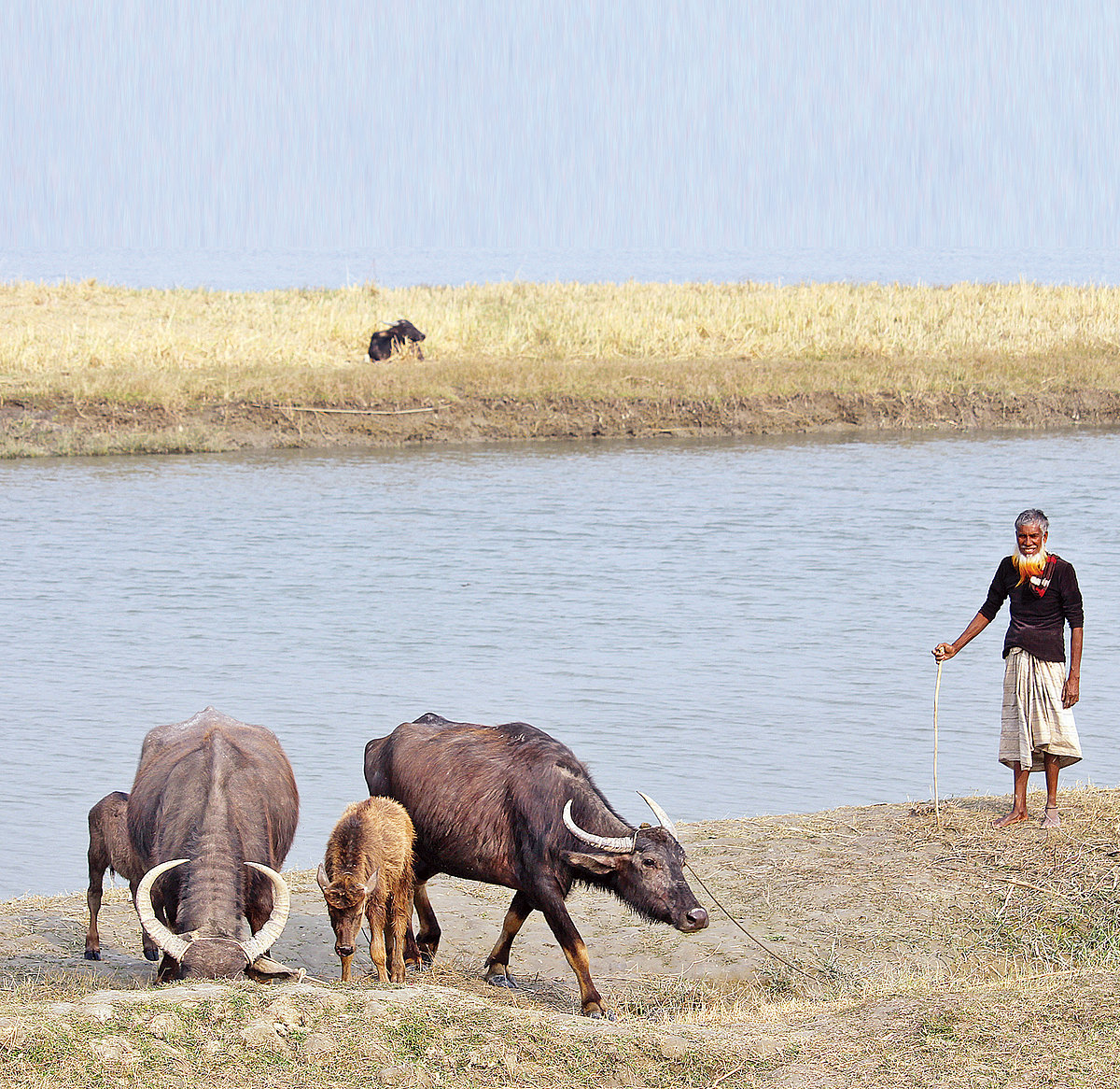 মহিষের পাল ঘাস খাচ্ছে। কাছেই দাঁড়িয়ে রাখাল। ভোলার চরে মহিষবাথান টিকিয়ে লাখতে এই রাখালেরাই সব