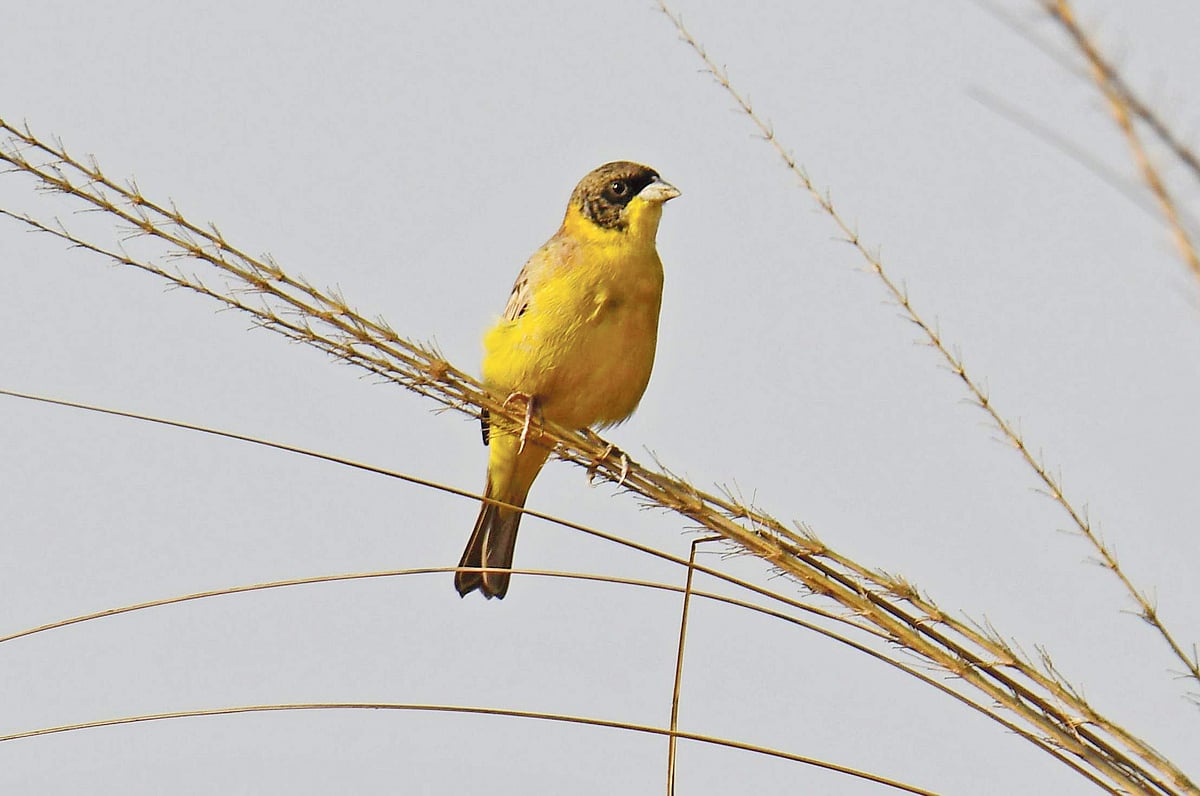 কুষ্টিয়ার কুমারখালীর পদ্মার চরের কাশবনে পুরুষ কালোমাথা বঘেরি