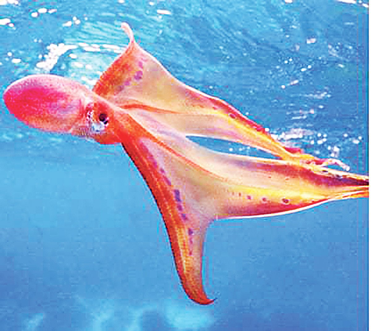 পানির নিচে নেচে বেড়ানো ব্লাঙ্কেট অক্টোপাস