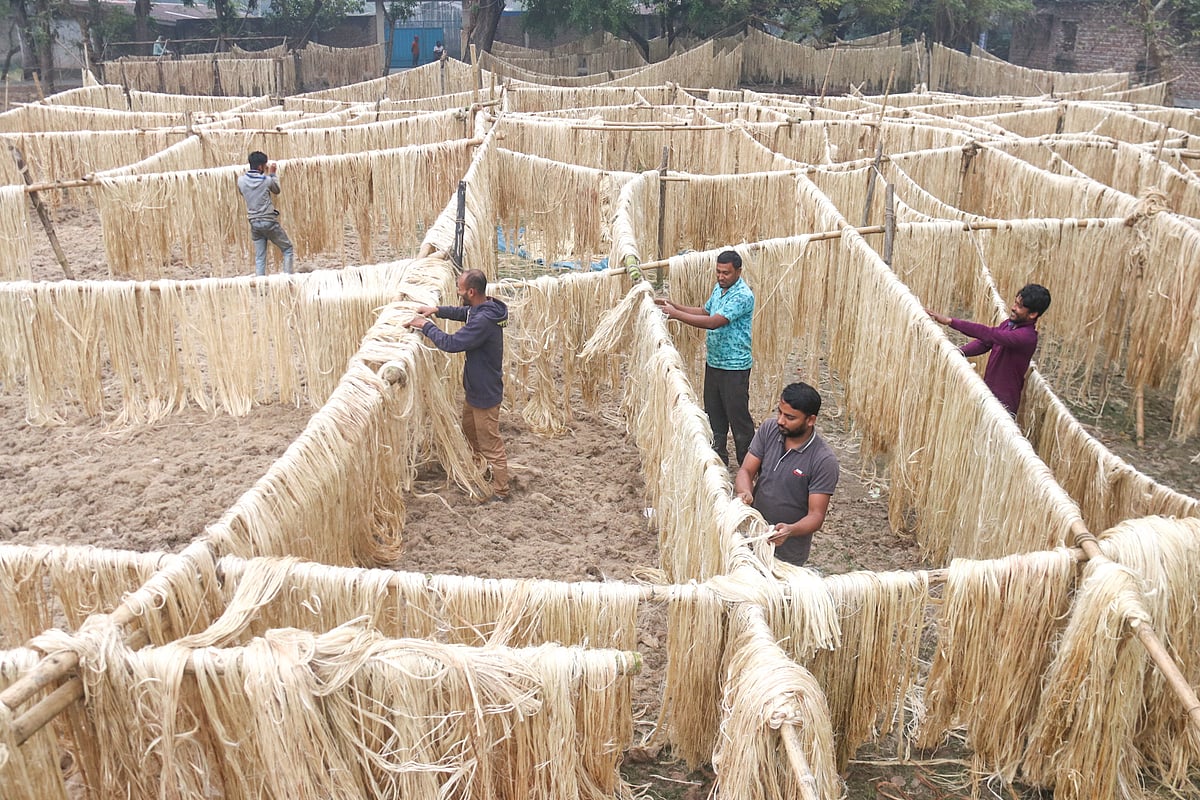 পাট শুকানো হচ্ছে