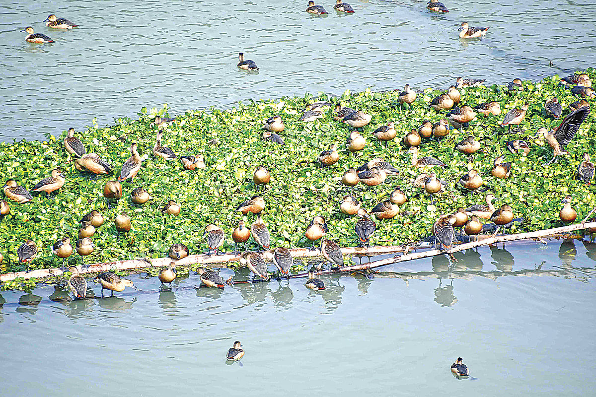 আত্রাই নদের জলাশয়ে এখন অতিথি পাখির বিচরণ। সম্প্রতি মহাদেবপুরের নতুন ব্রিজ এলাকায়