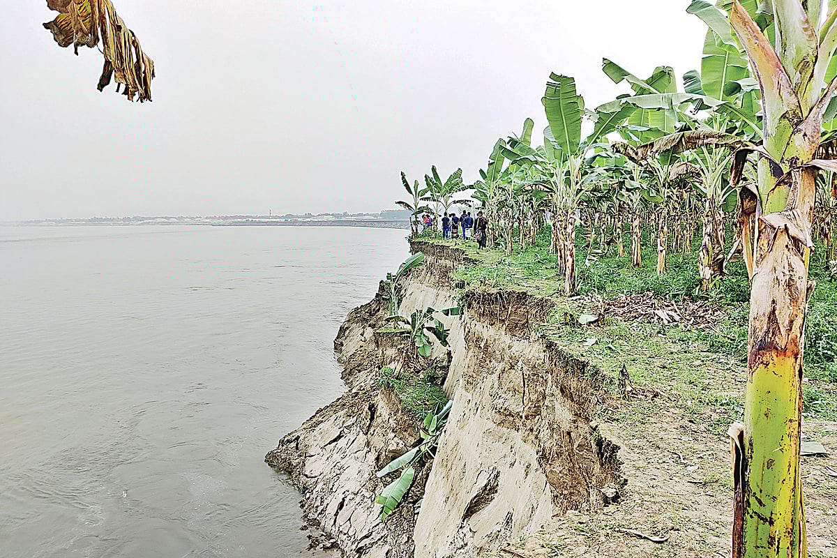 পদ্মার ভাঙনে বিলীন হচ্ছে ফসলি জমি, খেত ও বাগান। গত মঙ্গলবার বিকেলে কুষ্টিয়ার মিরপুর উপজেলার সাহেবনগর গ্রামে