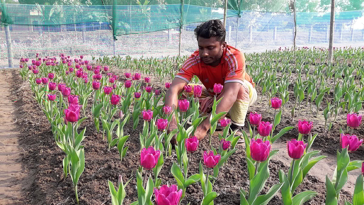 পঞ্চগড়ের তেঁতুলিয়া উপজেলার শারিয়ালজোত ও দর্জিপাড়া এলাকায় ক্ষুদ্র চাষিদের বাগানে ফুটেছে নানা রঙের টিউলিপ