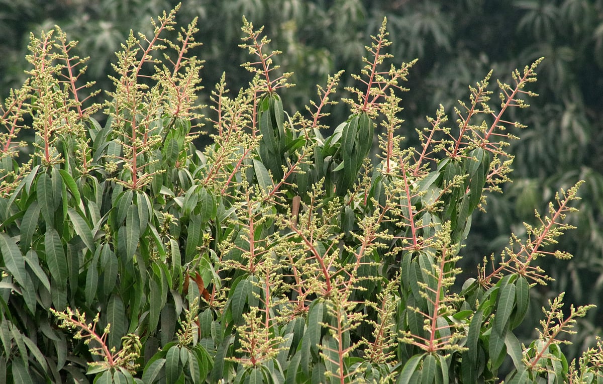মাঘ মাসেই মুকুলে ছেয়ে গেছে আমগাছ। প্রকৃতিতে ছড়াচ্ছে আমের মুকুলের মিষ্টি ঘ্রাণ। স্টেশন সড়ক, বগুড়া শহর, ৩ ফেব্রুয়ারি
