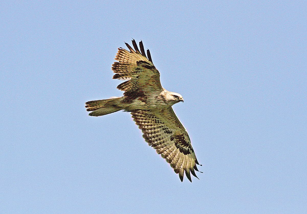 রাজশাহী শহরের সিমলা পার্কে উড়ন্ত অবস্থায় প্রজাপতি বাজ