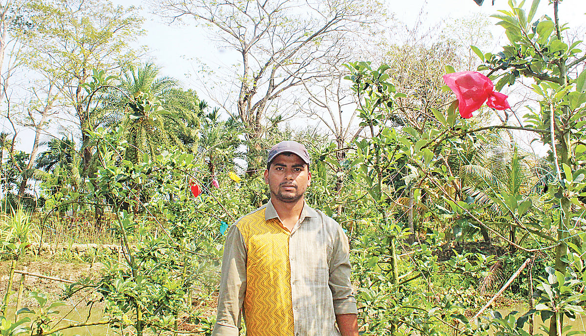আপেলবাগানে কাজের ফাঁকে প্রণব হালদার। সম্প্রতি পিরোজপুরের নাজিরপুর উপজেলার মধুভাঙ্গা গ্রামে