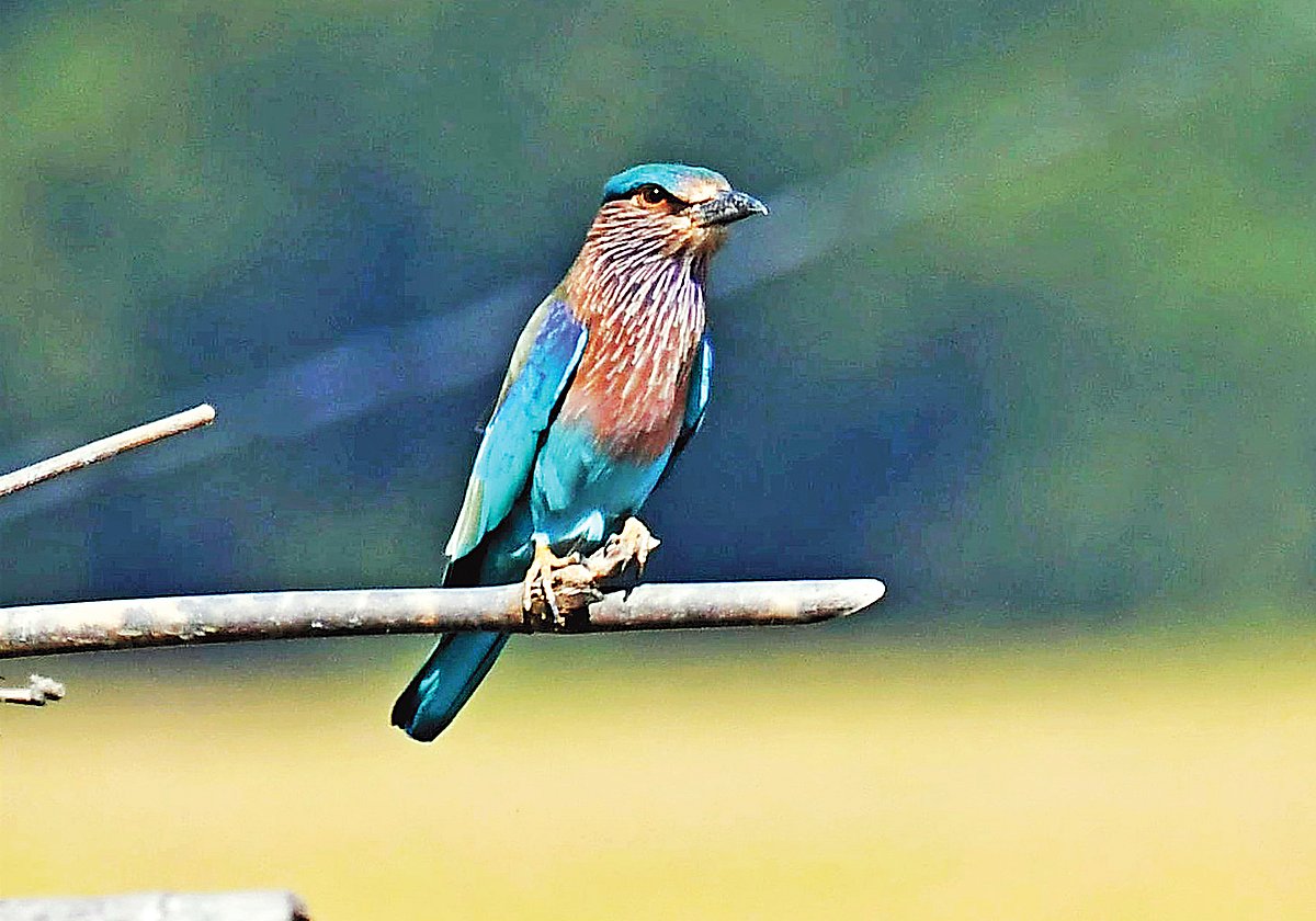 নীলকণ্ঠের ছবি পঞ্চগড় থেকে তুলেছেন আ ন ম আমিনুর রহমান।