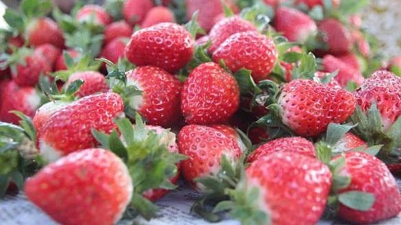 ওজন কমানোর প্রয়াসেও অনেকে স্ট্রবেরি যোগ করেন খাদ্যতালিকায়