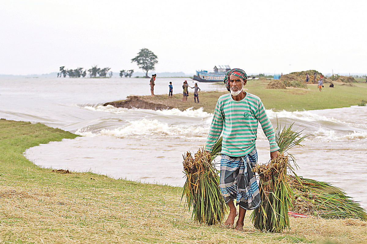 বন্যায় বাঁধ ভেঙে হাওরে পানি ঢুকছে। কাঁচা ধান নিয়ে বিপাকে পড়েছেন কৃষক। সুনামগঞ্জের তাহিরপুর উপজেলার শনির হাওরে