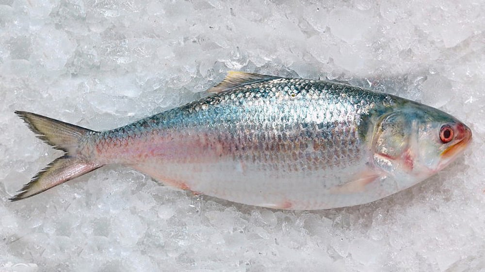 ইলিশ মাছ