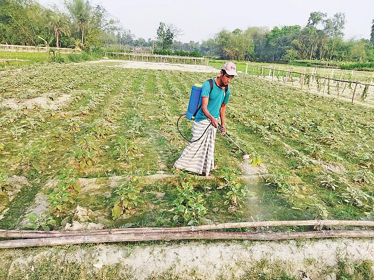 বগুড়ার শাজাহানপুর উপজেলার চকচুপিনগর উত্তরপাড়া গ্রামের মাঠে এক কৃষক সবজিখেতে কীটনাশক ছিটাচ্ছেন
