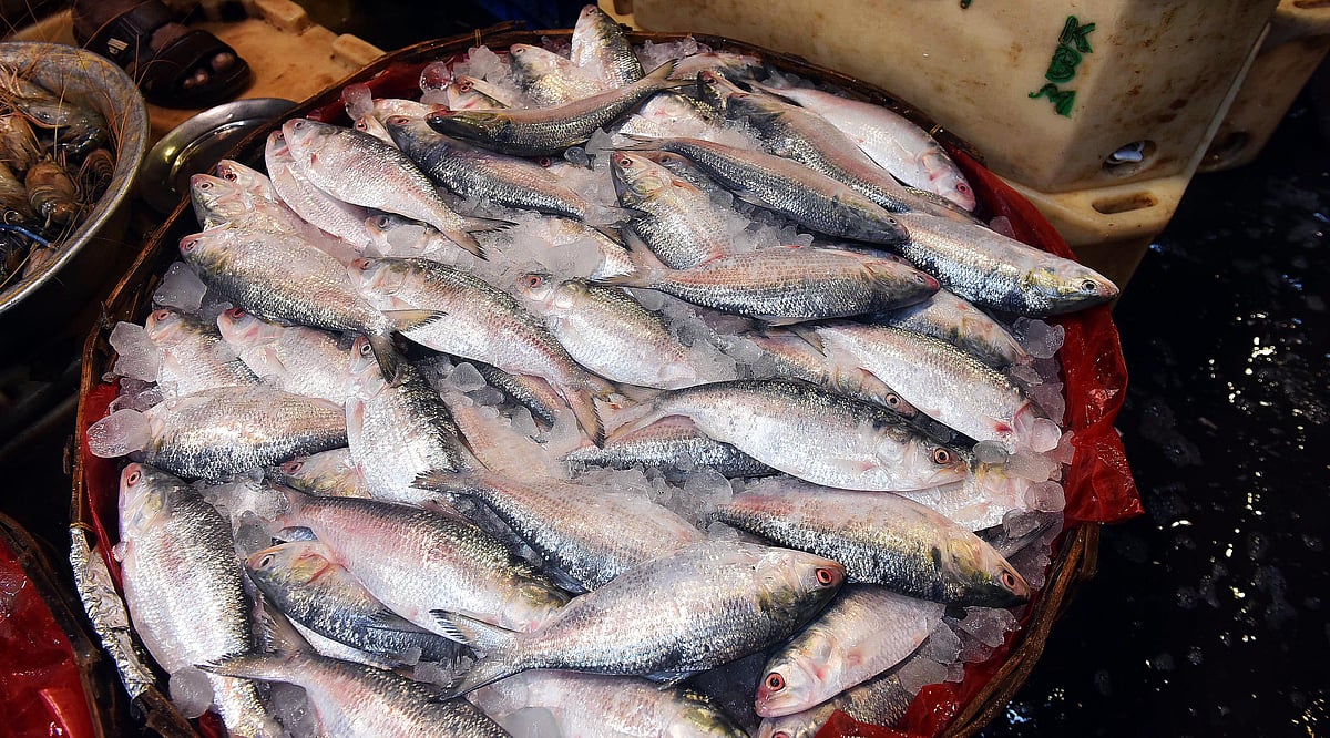 বাংলাদেশ থেকে পশ্চিমবঙ্গে রপ্তানি হওয়া পদ্মার ইলিশ