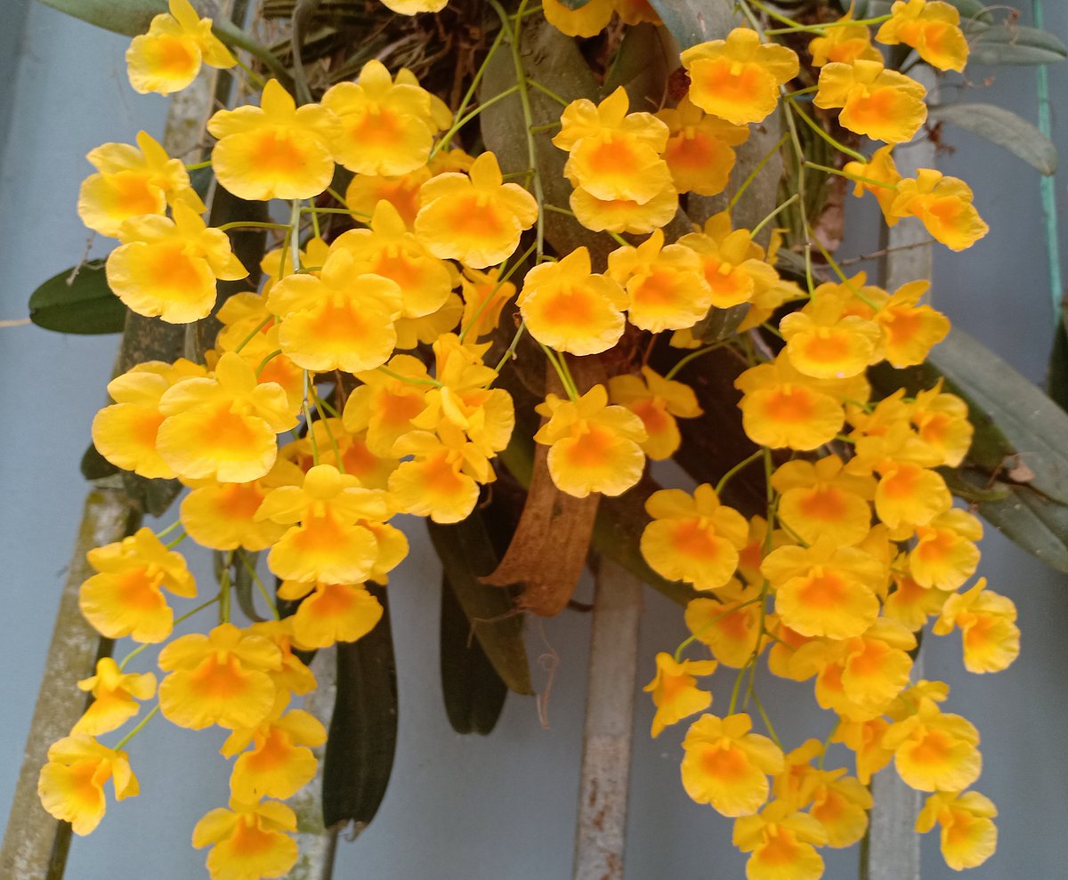 ভবেশ মিত্র চাকমার সংগ্রহে থাকা পাহাড়ি এক অর্কিড ফুল। ছবিটি খাগড়াছড়ির নারানখাইয়া এলাকা থেকে তোলা