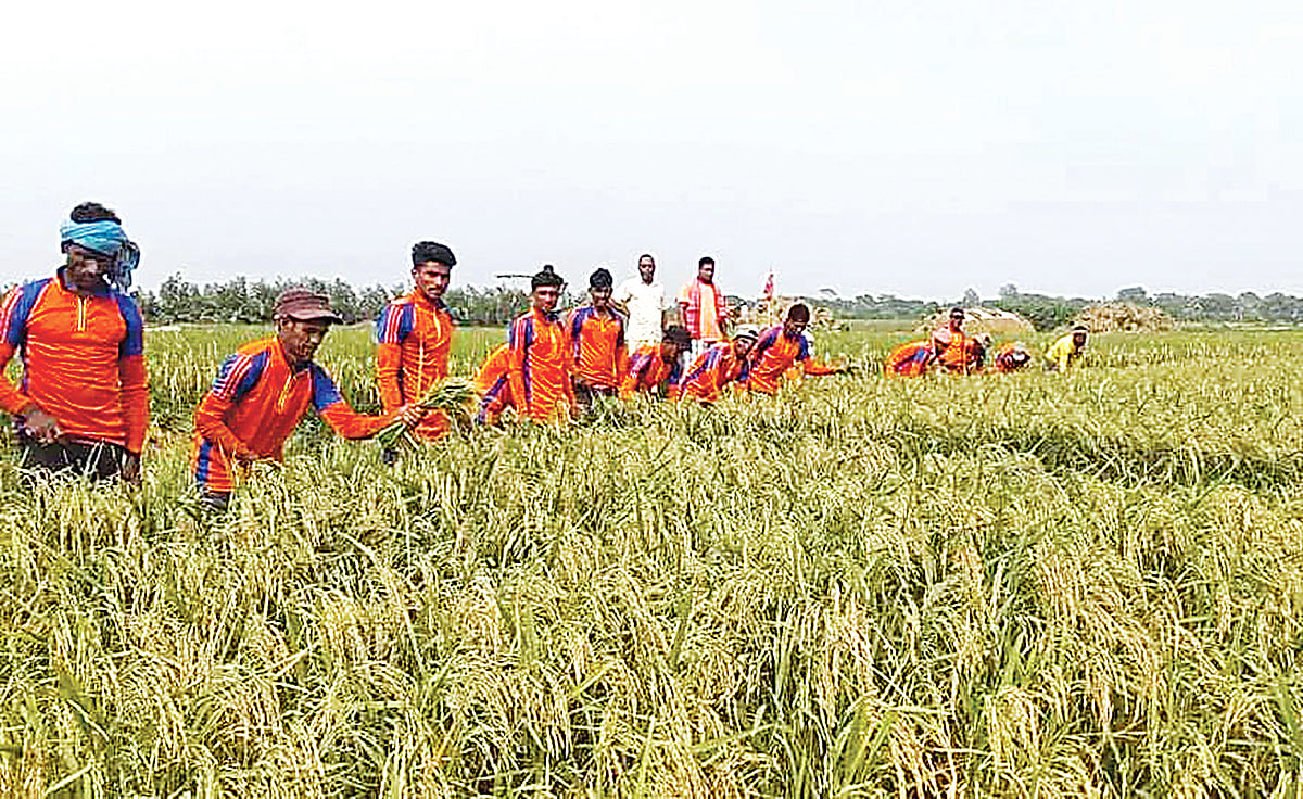 হাওরে ধান কাটা চলছে। সুনামগঞ্জের ধর্মপাশা উপজেলার লুঙ্গাতুঙ্গা হাওরে