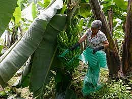 রাশিয়ায় রপ্তানি করতে না পেরে বিপাকে পড়েছেন ইকুয়েডরের কলাচাষিরা