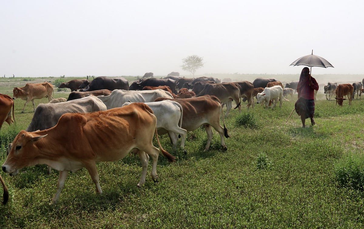 বিস্তীর্ণ চরাঞ্চলে গবাদি পশু চরাতে নিয়ে যাচ্ছেন রাখালেরা। বুধবার বগুড়ার সারিয়াকান্দি উপজেলার দেবডাঙ্গা এলাকায় যমুনার চরে