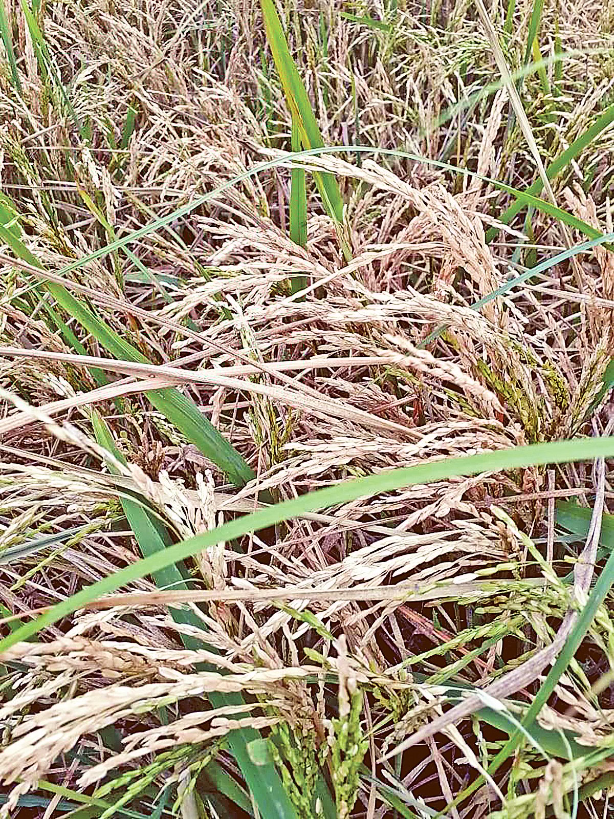 কিশোরগঞ্জের হাওরে এখন মাঠে মাঠে বাতাসের সঙ্গে দুলছে বোরো ধানের শিষ, সেই সঙ্গে দুলছে চাষির স্বপ্ন। গত বুধবার কিশোরগঞ্জের ইটনার এলংজুরি এলাকায়