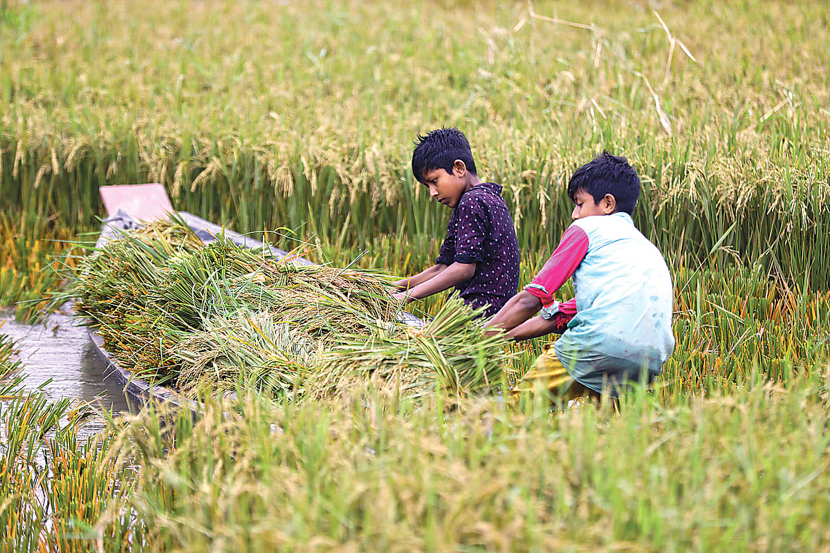 হাওর থেকে ধান কেটে নৌকায় তোলা হচ্ছে