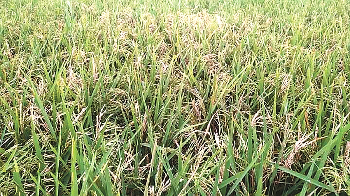 কিশোরগঞ্জের হাওরে এবার ব্রি-২৮ ধানে ব্যাপক চিটা হয়েছে। গত সোমবার সকালে অষ্টগ্রাম উপজেলার বড় হাওরে