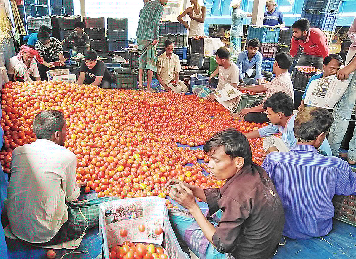 টমেটো বাছাই হয়ে ক্যারেটে ভর্তি করা হচ্ছে। গতকাল সকালে দিনাজপুর শহরের গাবুড়া বাজারে