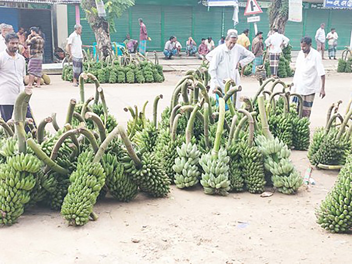 জুড়ী উপজেলা সদরের কামিনীগঞ্জ বাজারে সকালে কলার ছড়ি নিয়ে এসেছেন চাষিরা। সাম্প্রতিক ছবি