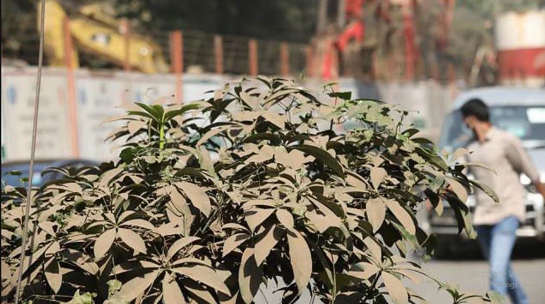 ধুলোয় ঢাকা পড়ছে ঢাকার সবুজ বৃক্ষ