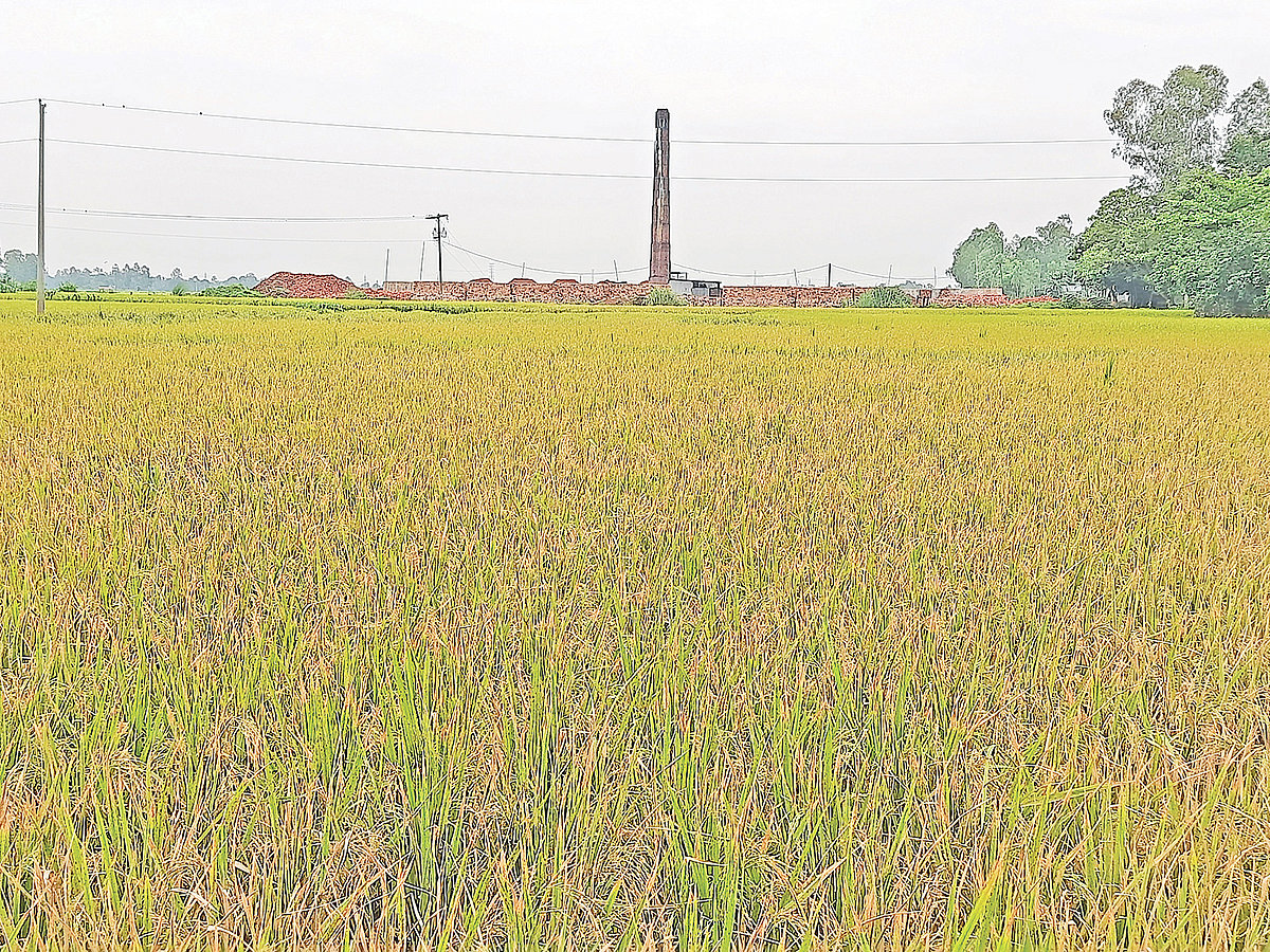 টাঙ্গাইলের মির্জাপুরে ইটভাটার গ্যাসে ক্ষতিগ্রস্ত ধানখেত। গত শনিবার থলপাড়া গ্রামে