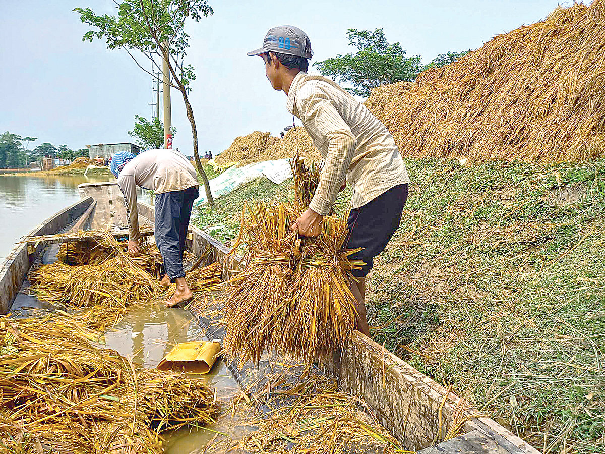 পাঁচ দিন আগে ধান কাটার পর তা তলিয়ে যায়। দুই ভাই জাহিদুল ও সারোয়ার হাওর থেকে সেই ধান তুলে এনে সড়কে রাখেন। গতকাল সুনামগঞ্জ সদর উপজেলার করচার হাওরপাড়ের বড়ঘাট গ্রামে