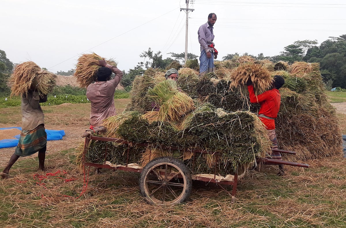 কাটা ধানের আঁটি খলায় সাজিয়ে রাখছেন কৃষি শ্রমিকেরা। গত শুক্রবার বিকেলে মৌলভীবাজারের রাজনগর উপজেলার কাউয়াদীঘি হাওরপাড়ে