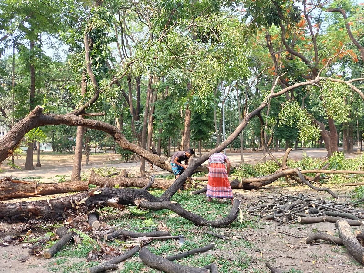 ঢাকা বিশ্ববিদ্যালয়ের রেজিস্ট্রার ভবনলাগোয়া গাছের সারির একটি আকাশমণিগাছ উপড়ে পড়েছে