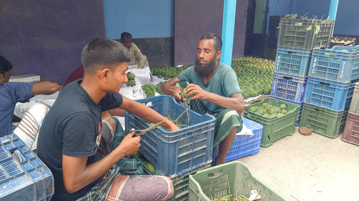 গাছ থেকে আম নামিয়ে বিদেশে পাঠানোর জন্য প্রক্রিয়াজাত করা হচ্ছে। আজ বিকেলে রাজশাহীর বাঘা উপজেলার কলিগ্রামে