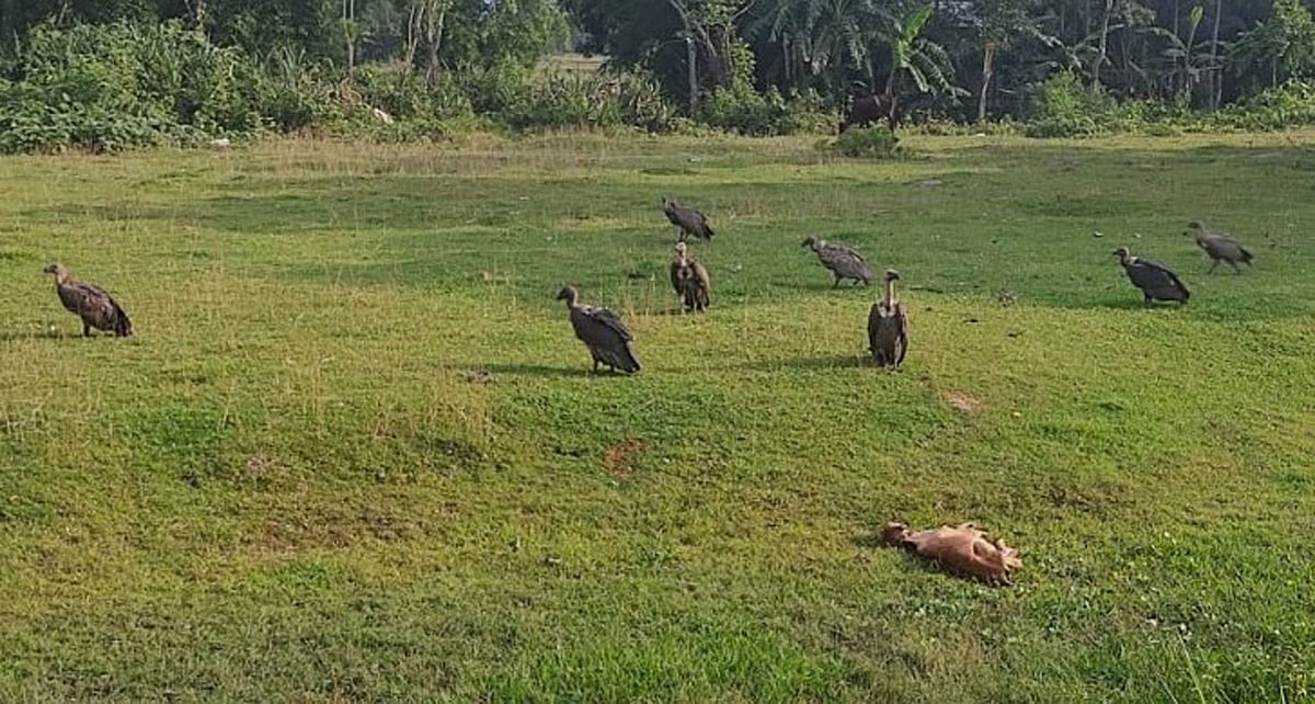 মৌলভীবাজার সদর উপজেলার আটঘর গ্রামের মাঠে শকুনের দল