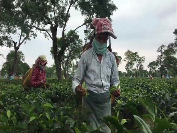 ভারতের আসামের একটি চা–বাগানে কাজ করছেন চা–শ্রমিকেরা