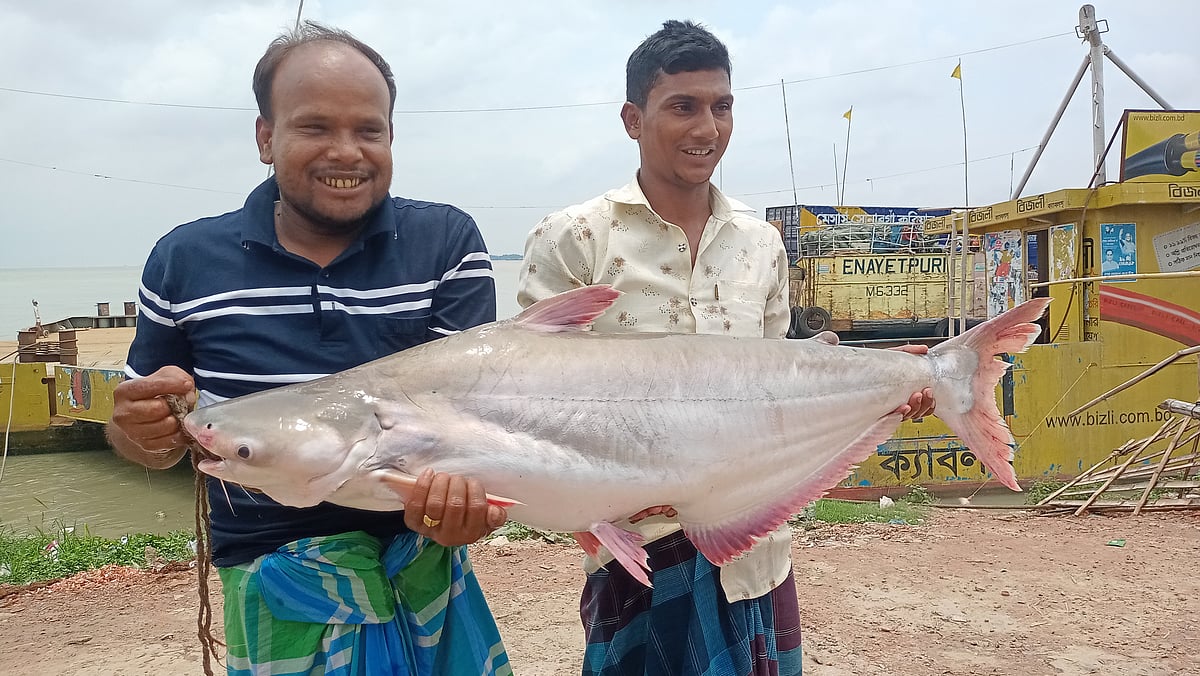 গোয়ালন্দে পদ্মা নদীতে জেলের জালে ধরা পড়া ১৯ কেজি ওজনের পাঙাশ মাছ