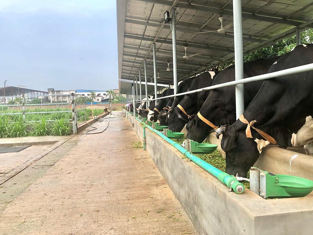 একটি গরুর খামার