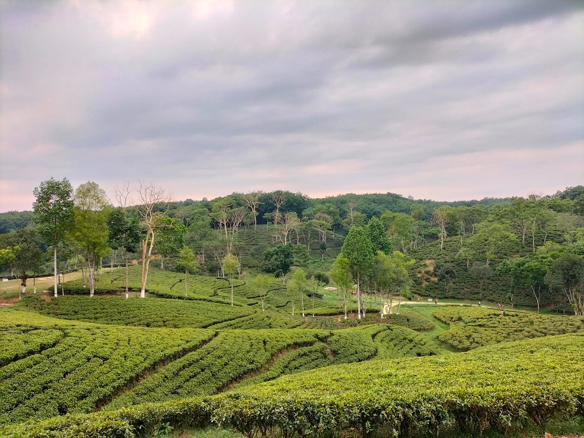 শ্রীমঙ্গলের নয়নাভিরাম চা বাগান