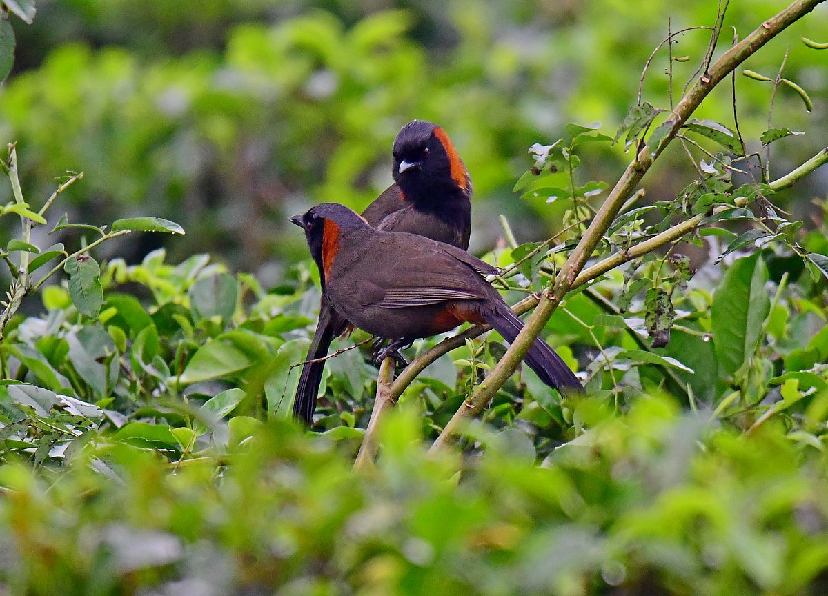 Buvi va uning nabirasining uy qurilishi jinsiy aloqa lavhalarini onlayn tomosha qiling.