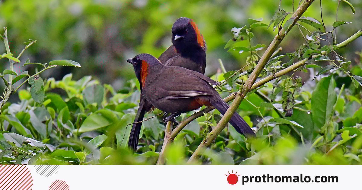 Kozoynakli porno etuk joja sekin dick soradi Buvi va uning nabirasining uy qurilishi jinsiy aloqa lavhalarini onlayn tomosha qiling.