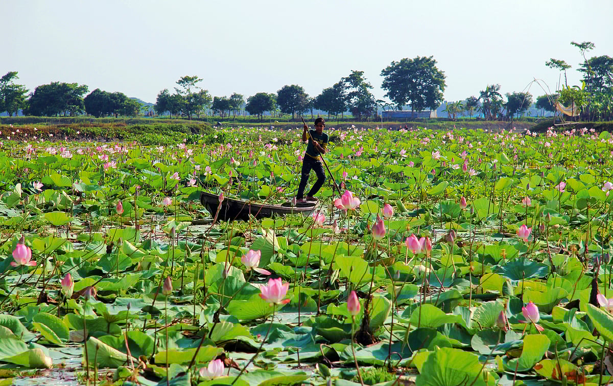 কিশোরগঞ্জের তাড়াইল উপজেলার কাইনহা বিলে ফুটে আছে পদ্ম ফুল