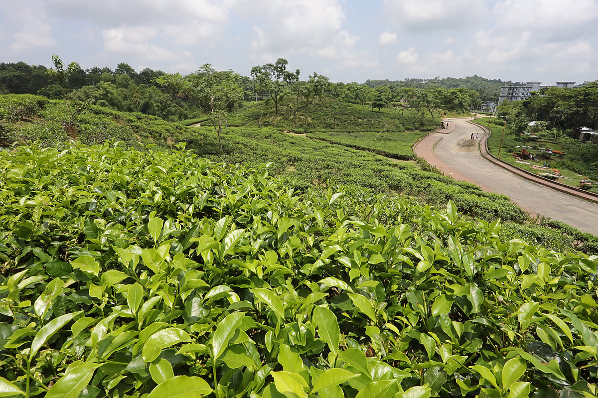 চা-বাগানে সৌরবিদ্যুৎ উৎপাদনে আছে সমাধান