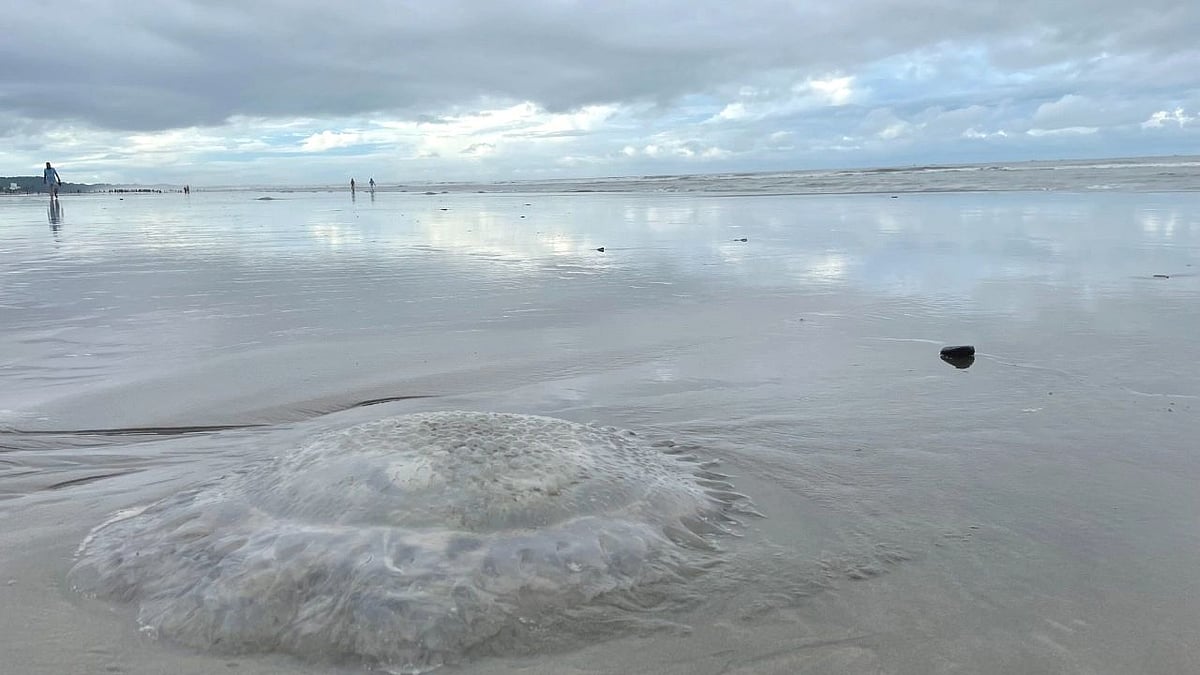 কক্সবাজার সমুদ্রসৈকতে ভেসে আসা মৃত জেলিফিশ। শনিবার বিকেলে সৈকতের কলাতলী পয়েন্টে