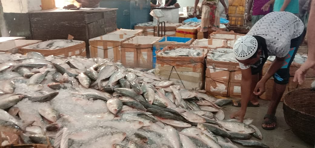 বরগুনার পাথরঘাটায় বিএফডিসি মৎস্য অবতরণ কেন্দ্রে আসা সাগর থেকে আহরিত ইলিশ। গতকাল রোববার