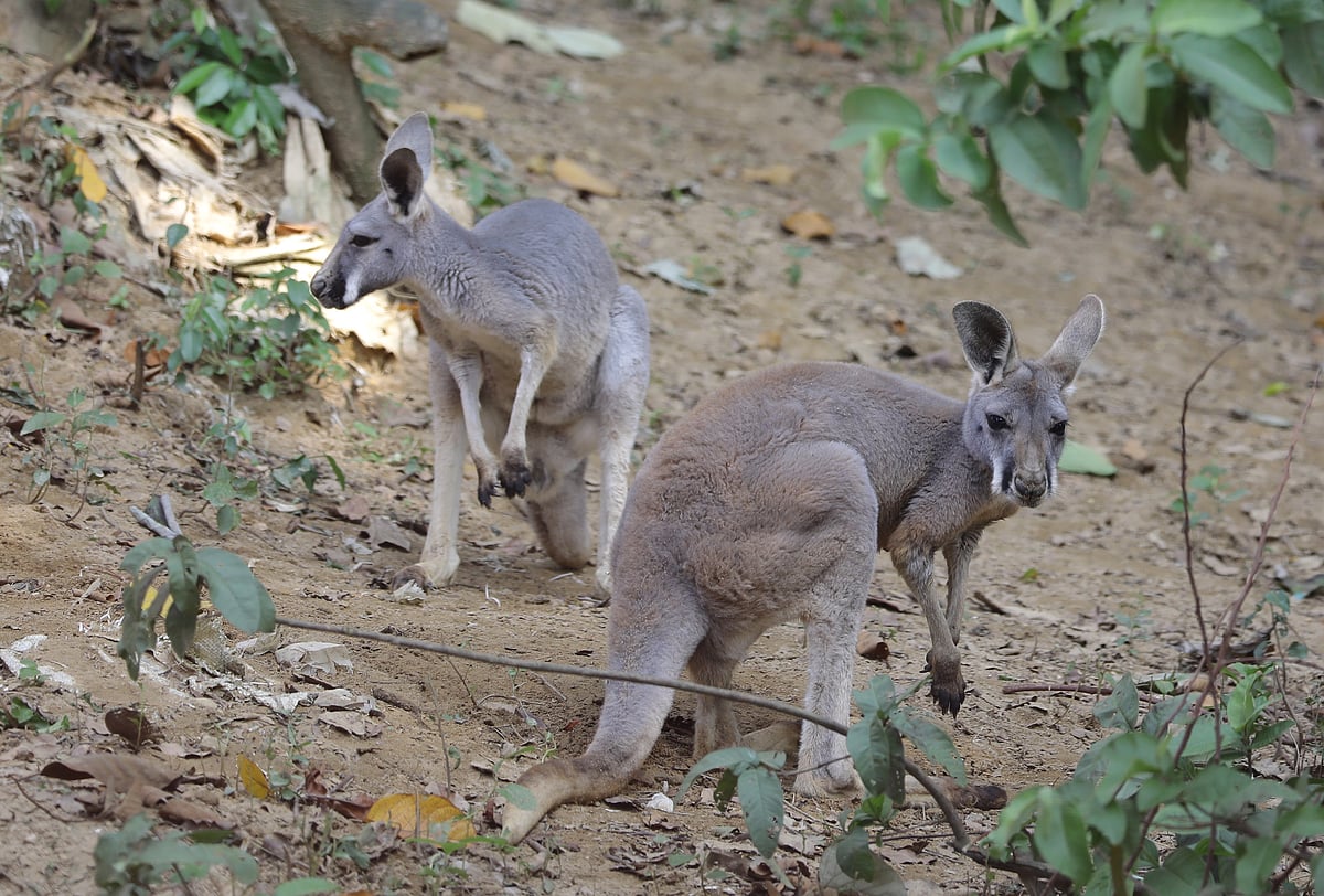 নেদারল্যান্ডস থেকে চট্টগ্রাম চিড়িয়াখানায় আনা হয়েছে ছয়টি  ক্যাঙ্গারু ।
