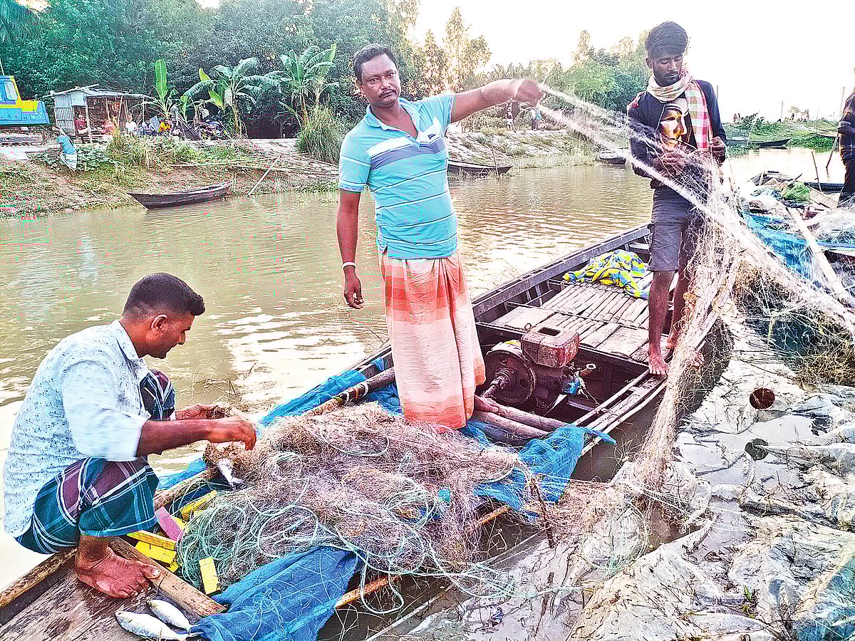 যমুনা নদী থেকে ইলিশ ধরে এনে জাল থেকে ছাড়াচ্ছেন জেলেরা। গত শুক্রবার পাবনার বেড়া উপজেলার যমুনা পারের গ্রাম নটাখোলায়